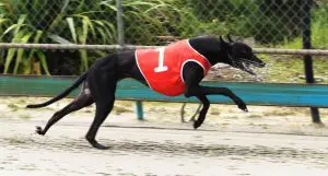 Postman Pat greyhound racing news