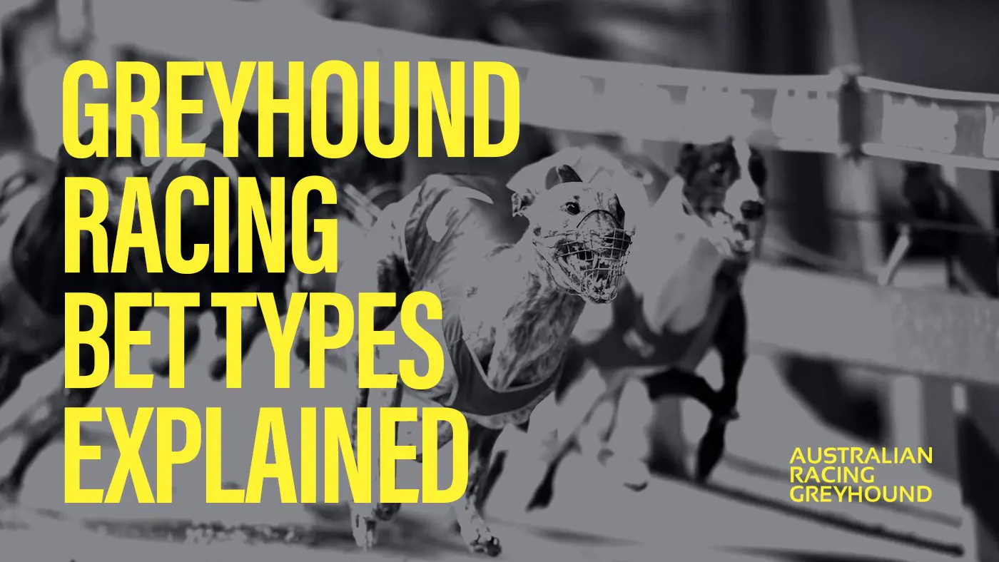 Greyhound racing bet types explained