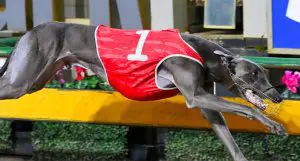 Hector Fawley at Sandown