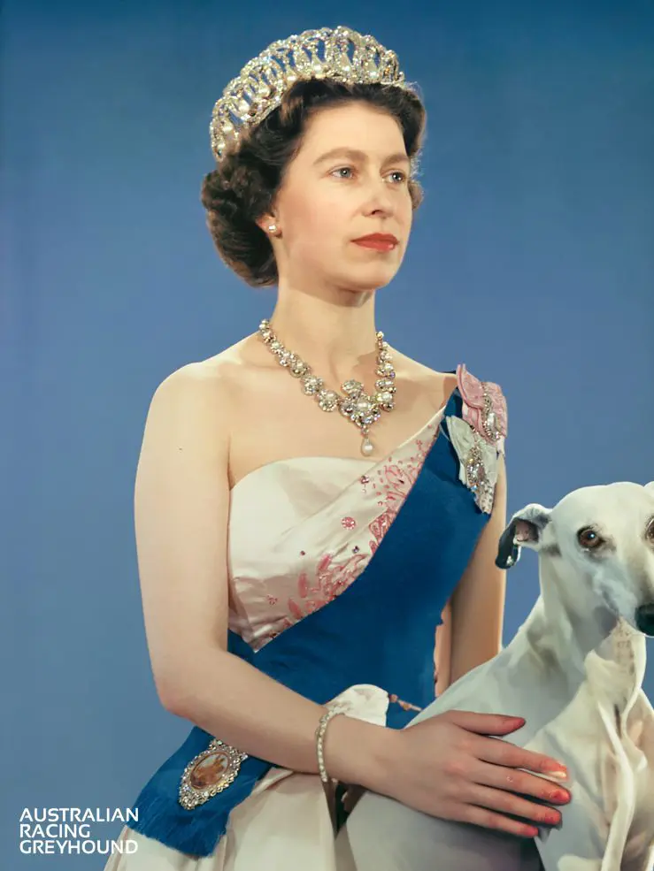 Uk Racing Queen Greyhound