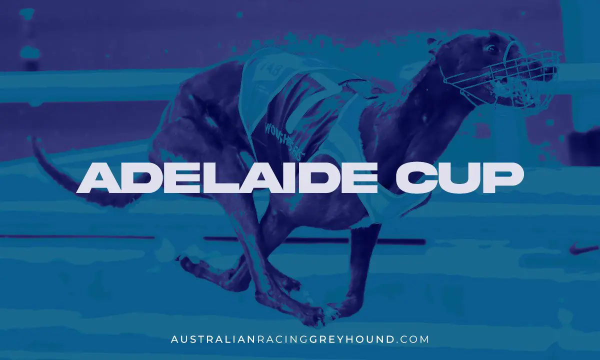 Adelaide Cup betting and tips Adelaide Cup Betting