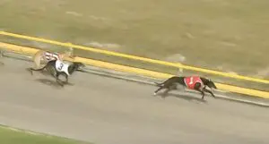 Dolly Dutton wins Publicans Cup