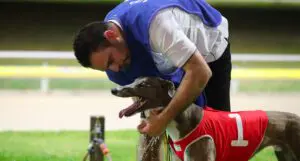 Tim Aloisi greyhound trainers