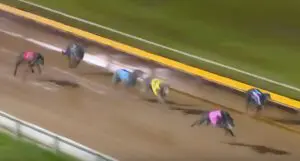 Transponder greyhound news