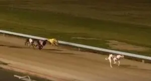 Vamoose greyhound news