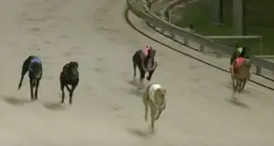 Cash Master wins at Grafton