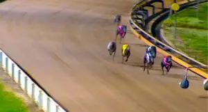 Action Girl leads Peach triple threat into Geelong Cannonball Sprint final