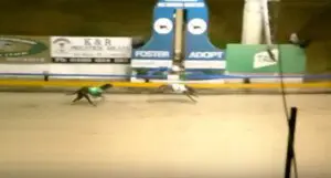 Bear's Bullet