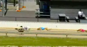 Calypso Queen breaks through for her first SA win
