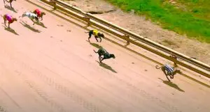 Flying Zulu wins his fourth race form five starts at Shepparton