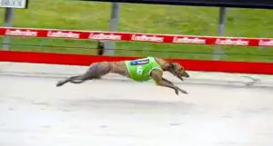 Promising youngster Isle Of Rose impresses again at Wentworth Park