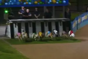 Alpha Zulu jumps from the pink in his heat of the Cranbourne Cup on Thursday night.