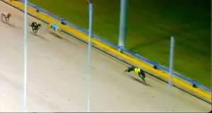 Magistrate lays down law in Ipswich Gold Cup Consolation final