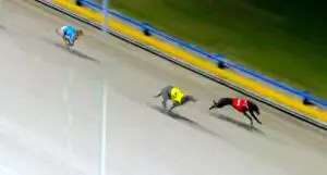 Hot favourite Cobblepot salutes in Ipswich Sprint final