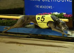 Hector Fawley set for return