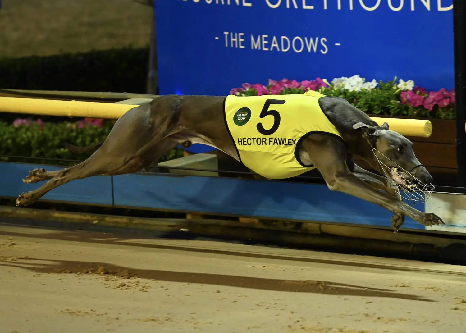 Hector Fawley set for return