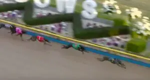 Hector Fawley wins Hume Cup heat