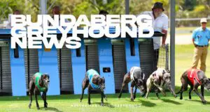 Bundaberg greyhound news