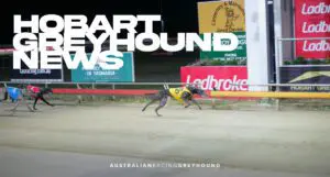 Hobart Greyhound News