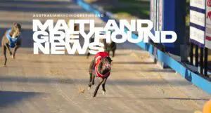 Maitland Greyhound News