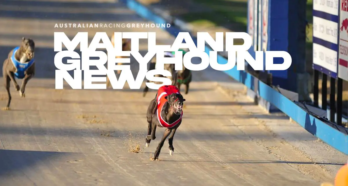 Maitland Greyhound News