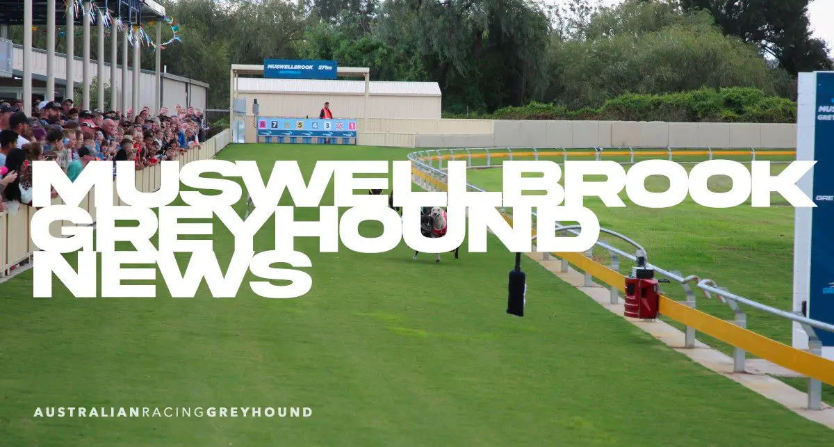 Muswellbrook greyhound news