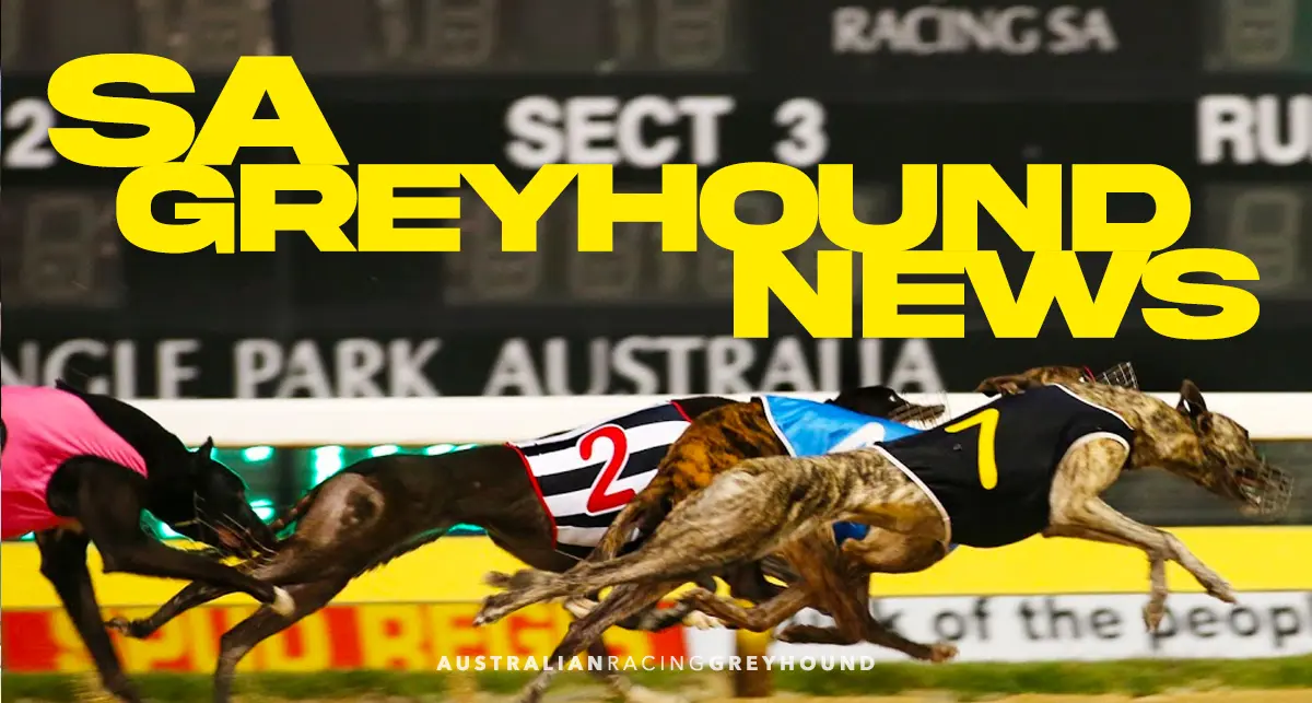 South Australia Greyhound News