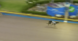The Meadows 525m 2024 Group 1 Australian Cup Semi Final 1 170224 Race 5 Morton 29.53