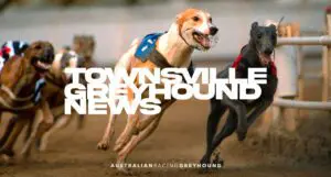 Townsville greyhound news