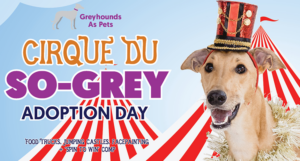 SA Greyhound Adoption Day: A Fun Family Event At Angle Park