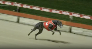 Power And Glory Wins Simply Limelight New Sensation Heat 4