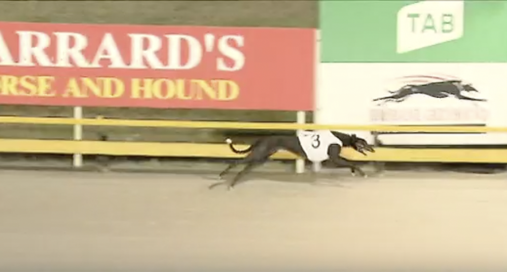 Exploded favourite in Queensland Cup