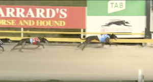 Palawa King Wins Origin Distance Final