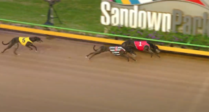 Canya All Class wins Bold Trease Heat 4