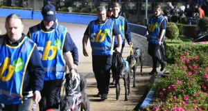 Compulsory Sportsbet Bibs