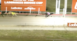 Paw Vortex 2024 Bidgee Cup Final