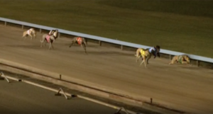 Calico Bluff Wins Maitland Future Stars