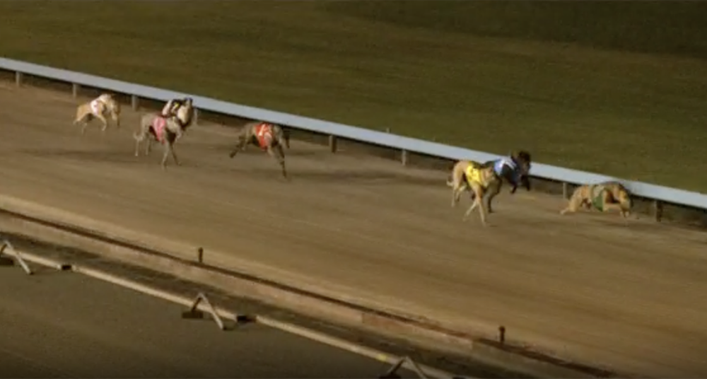 Calico Bluff Wins Maitland Future Stars