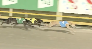 Daysea's Rory 2024 Queensland Flame win