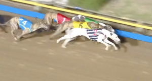 Fred Rose wins Green Ticks Final