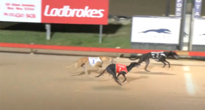 Good Odds Cobber wins Gosford Gold Cup Heat 3