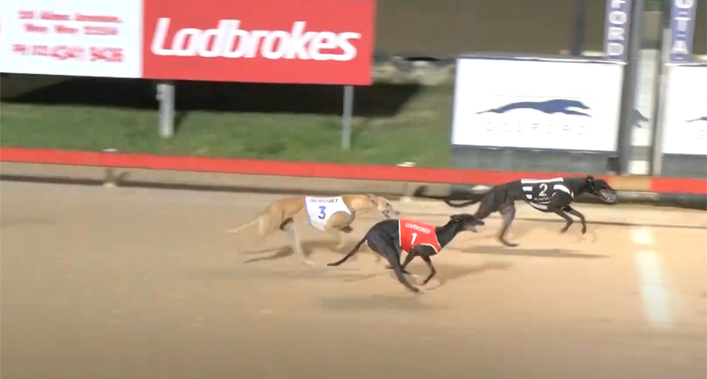 Good Odds Cobber wins Gosford Gold Cup Heat 3