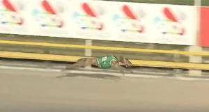 Miss Envy wins Bogie Leigh Futurity Heat 2