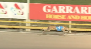 Nangar Gypsy wins Christmas Stocking Final at Albion Park