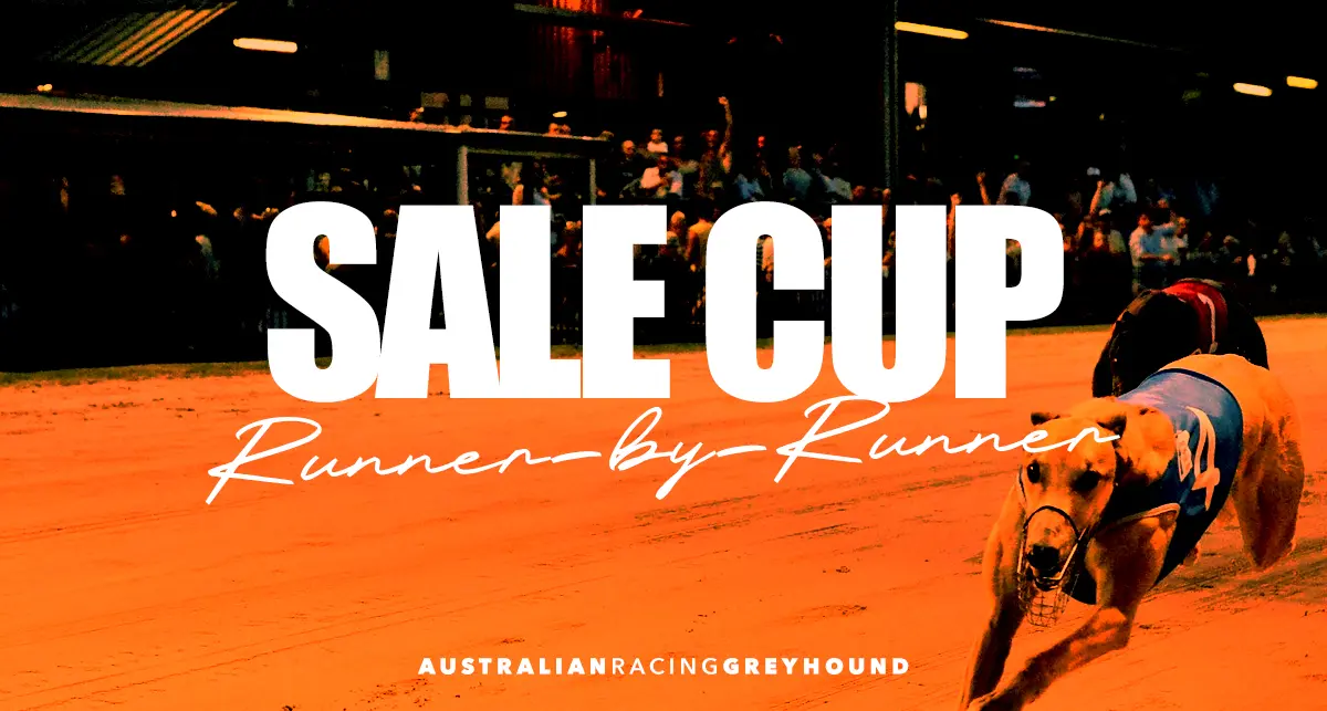 Sale Cup greyhound betting tips