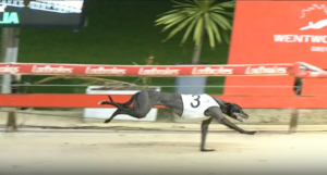 Sooty Keeping wins Wentworth Park The Collerson race