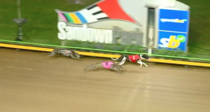 Sunset Frazier winning Melbourne Cup heat