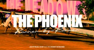 The Phoenix greyhound betting tips
