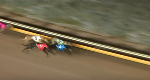 Barbecue Man wins the Birthday Cup Mandurah