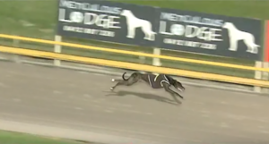 Black Silencer claims the Clem Jones Cup at Albion Park